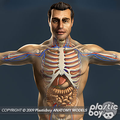 Human Male Anatomy & Internal Organs Model Pack (Semi-Textured)